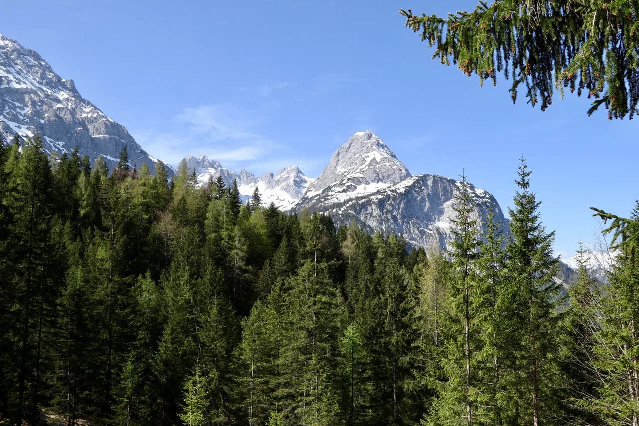 Fir forest below snow-covered alpine peaks